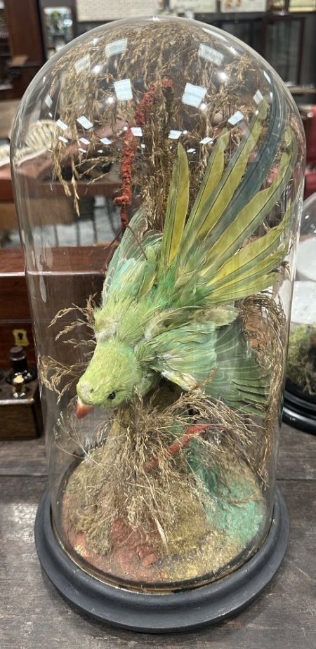 Green Parrot under Dome